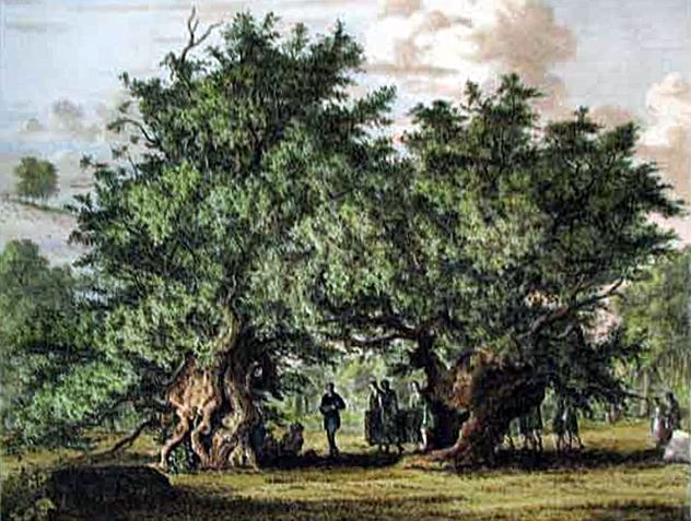 yew