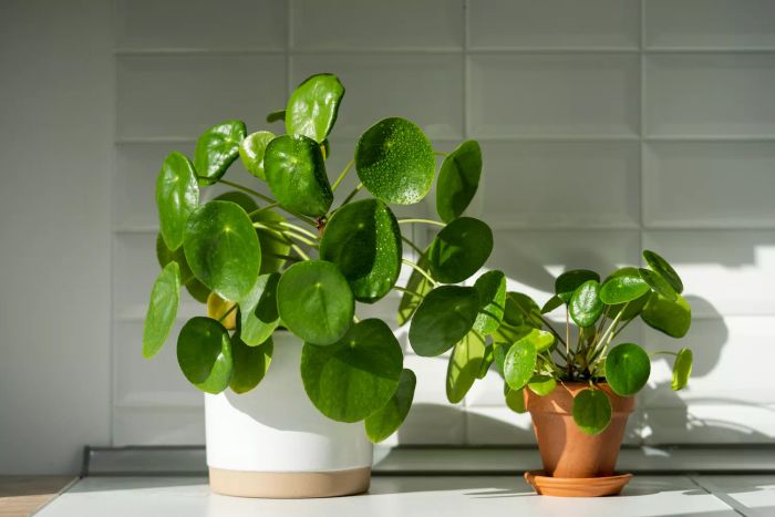 Pilea