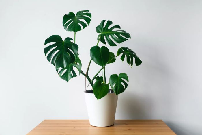 Monstera deliciosa