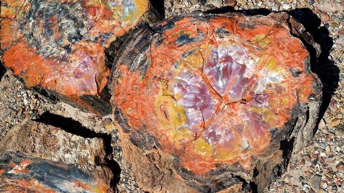 Fossilized wood