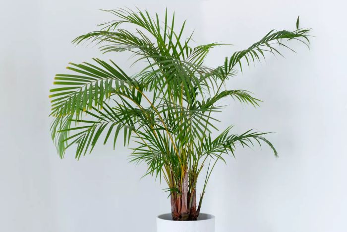 Areca Palm tree decorative element. Dypsis lutescens plant in a pot. Chamaedorea palm tree in a large flowerpot on the floor. Focus on houseplant care and gardening concepts. Chrysalidocarpus as part of interior room design.