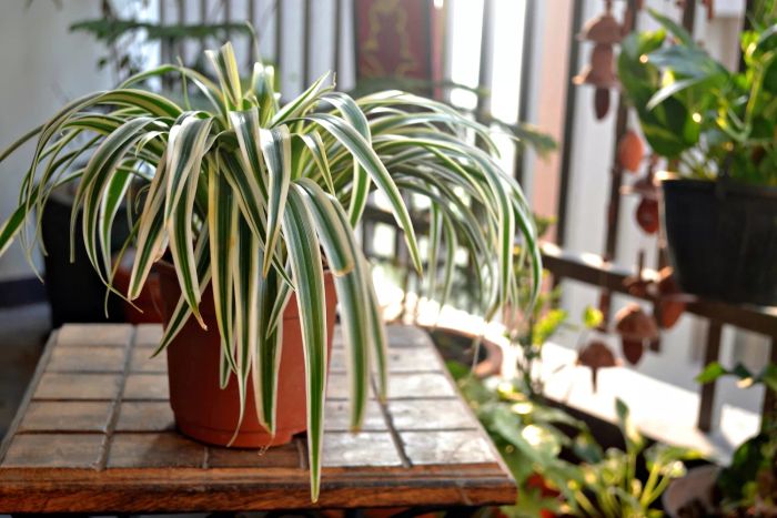 A spider plant sits on a wooden table on a home balcony.