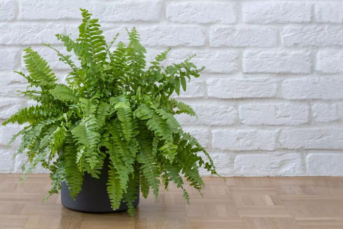 Nephrolepis exaltata, also known as Boston Fern, makes a stunning addition to any home, placed on a parquet floor with a brick wall as the backdrop in the living room.