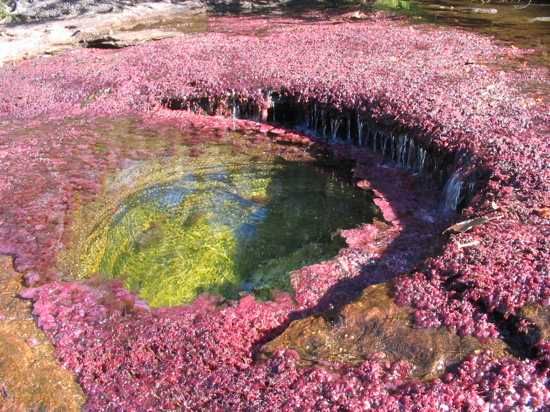 Cano Cristales, often called the 'Liquid Rainbow,' is located in Colombia and is famous for its extraordinary array of colors. This phenomenon is caused by unique aquatic plants that change color with the seasons, creating a breathtaking and colorful river that is unlike any other on Earth.