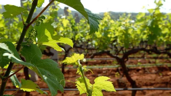 grapes, byproducts