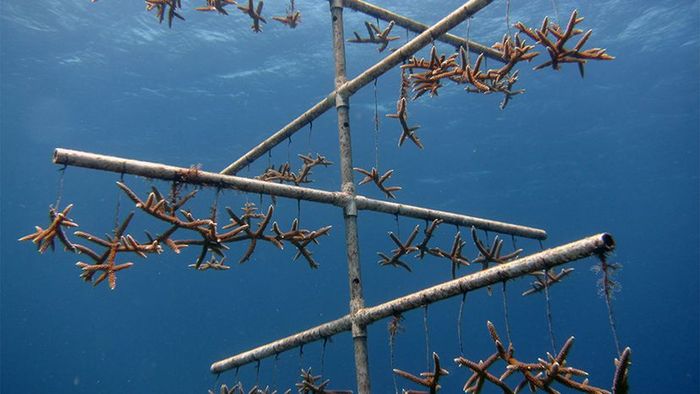 coral, aquaculture