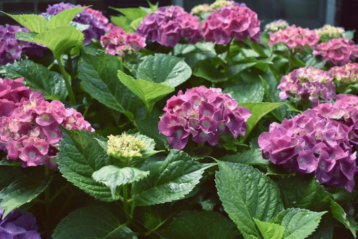 deadhead-hydrangea-GettyImages-1472586178