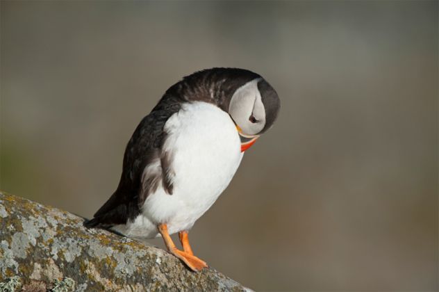 10- Puffin