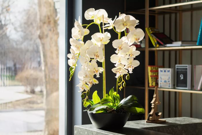 Orchid plant