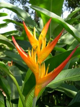 Heliconia1