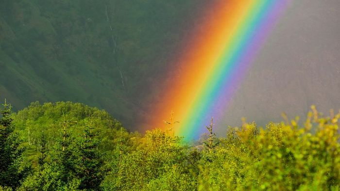 A rainbow arcing gracefully over green trees