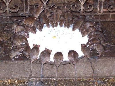 Karni Mata Temple3