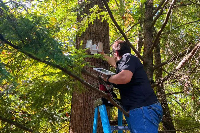 An individual installing the LEPOWER Solar Security Light 1000LM on a tree