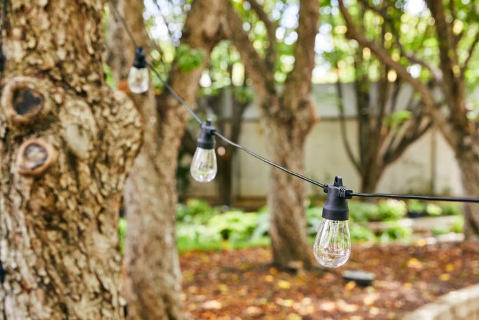 Brightech Ambiance Pro Solar Non-Hanging String Lights draped over a tree branch