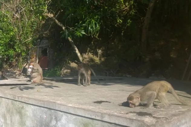 A beer-drinking ape on Monkey Island in Halong Bay, Vietnam