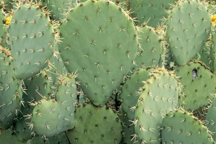 Beavertail Cactus