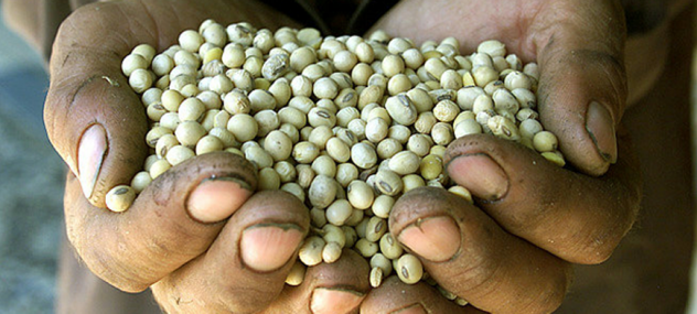 seeds