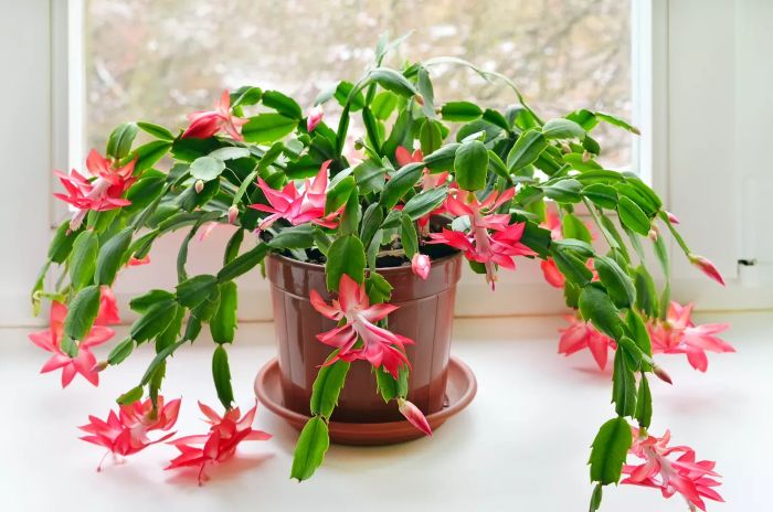 Christmas Cactus plant