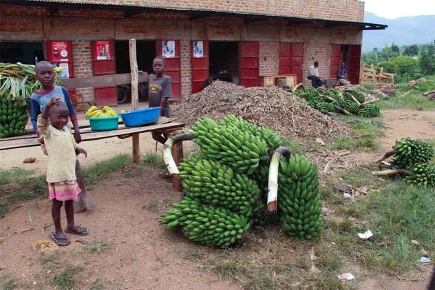 A bustling banana market in Uganda