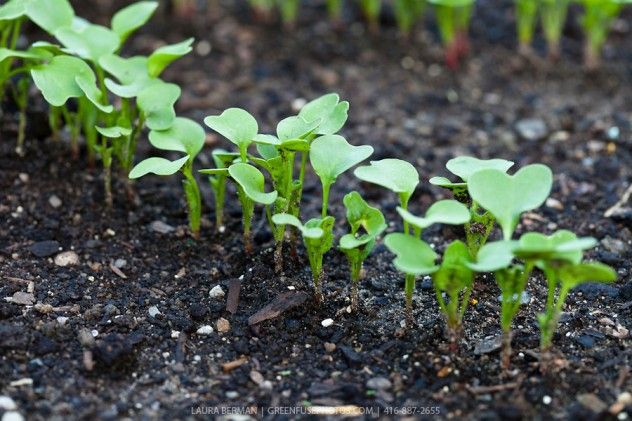 Cherry Belle Radish seedlings