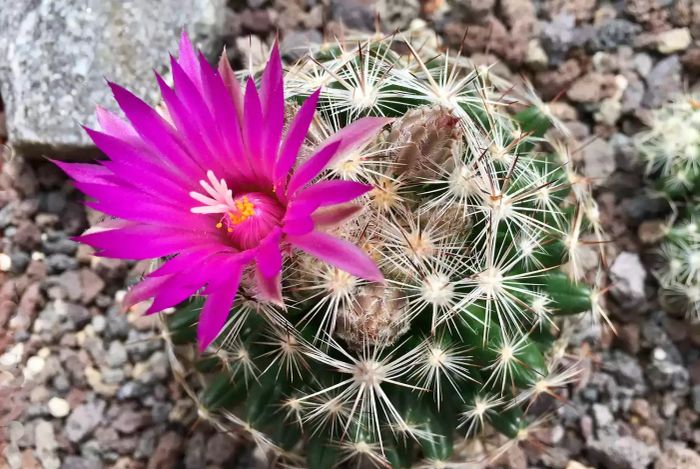 Cactus plant