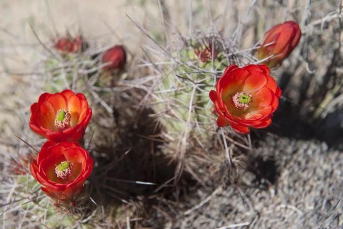 Claretcup Flowers