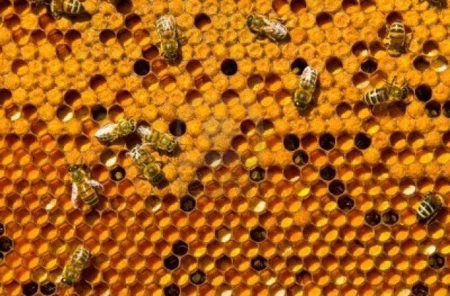honey