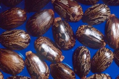Castor Beans