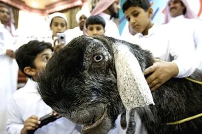 Beautiful Goat 1Sfw