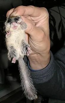 Belarus Forest Dormouse