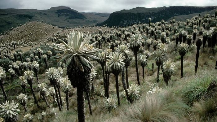 A field filled with plants resembling a blend of palm trees and succulents
