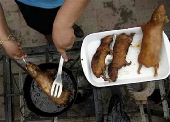 99 Fried Rat