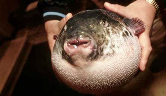 Outlawed-Food-Banned-Fugu-P-Horizontal