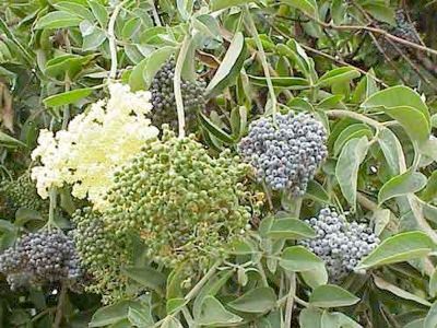 Elderberry 3Stages