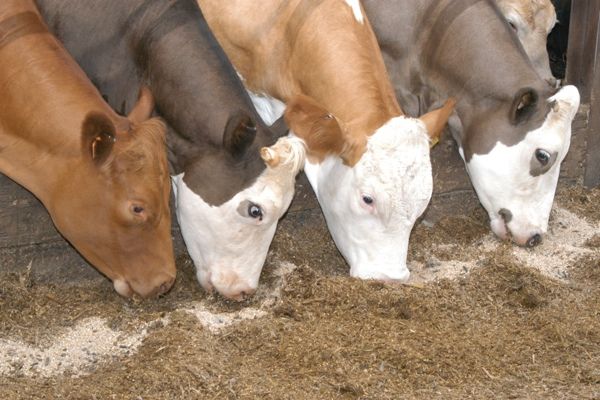 Cattle Feeding