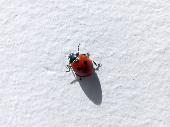 lady-bug-invasion-GettyImages-1226435137