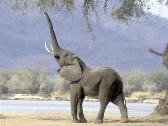 Elephant 2