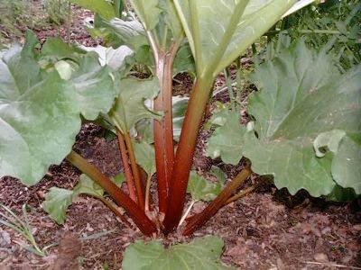 Rhubarb