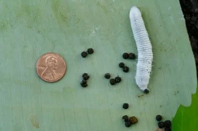 Banana Skipper Caterpillar Frass 2