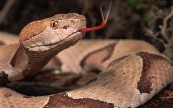 SnakeAnimal-Wallpaper-1434-1800x2880.jpg