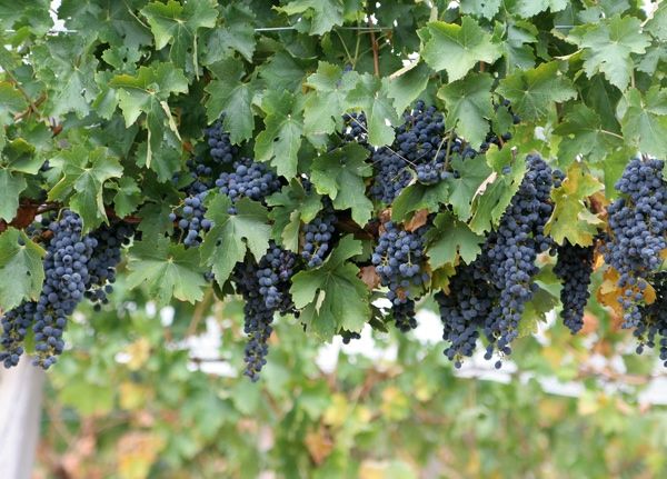 Wine Grapes