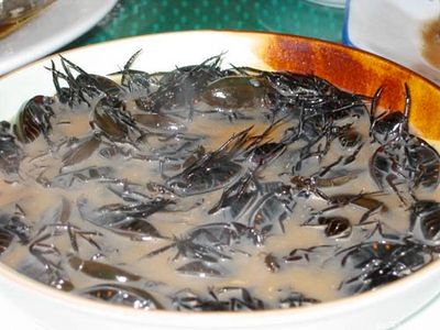 Cooking Insects Scorpionsoup