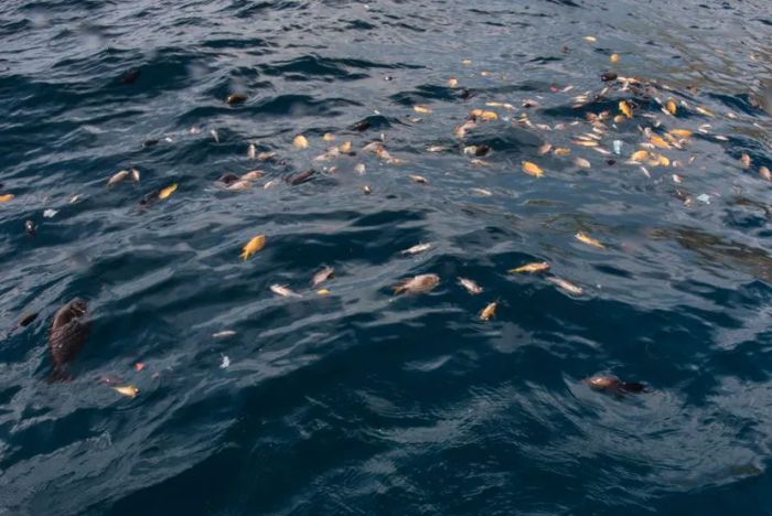 Dead fish floating on the water's surface following dynamite fishing.