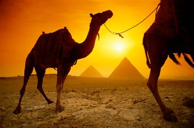 Photo Lg Egypt