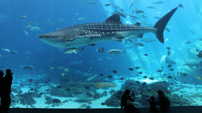 Georgia Aquarium