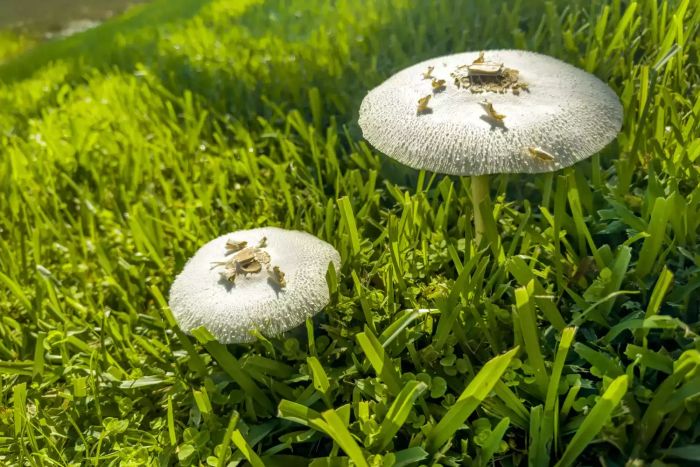 mushroom in yard