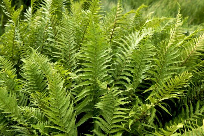 ferns
