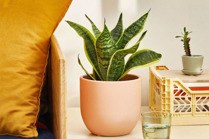 The Sill Snake Plant Laurentii sits gracefully next to a couch.