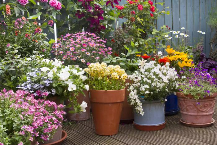 flowers placed in pots