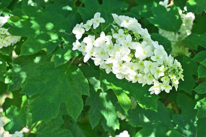 Oakleaf hydrangea blooms